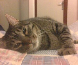 Juanito