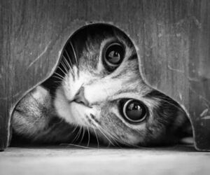 Gatita