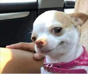 Paco
